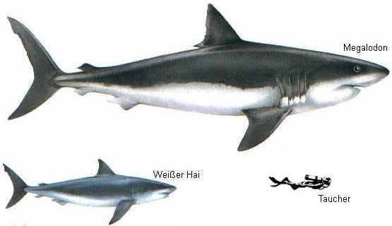 Megalodon vs Great White Shark